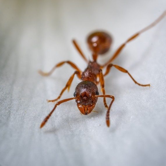 Field Ants, Pest Control in Kings Langley, Chipperfield, WD4. Call Now! 020 8166 9746