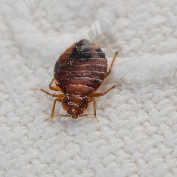 Bed Bugs, Pest Control in Kings Langley, Chipperfield, WD4. Call Now! 020 8166 9746