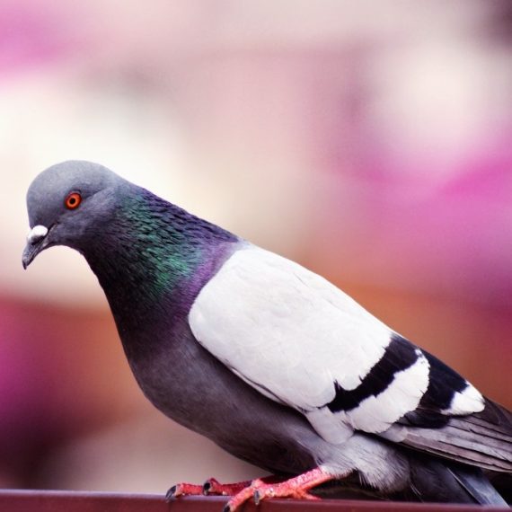 Birds, Pest Control in Kings Langley, Chipperfield, WD4. Call Now! 020 8166 9746
