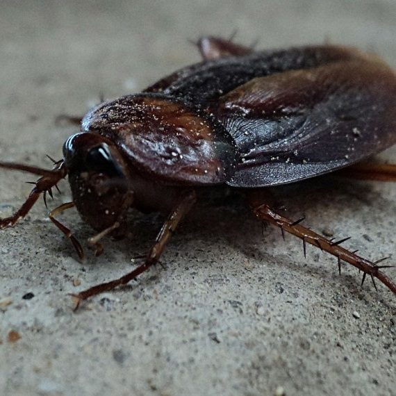 Cockroaches, Pest Control in Kings Langley, Chipperfield, WD4. Call Now! 020 8166 9746