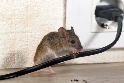Pest Control in Kings Langley, Chipperfield, WD4. Call Now! 020 8166 9746