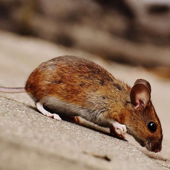 Mice, Pest Control in Kings Langley, Chipperfield, WD4. Call Now! 020 8166 9746