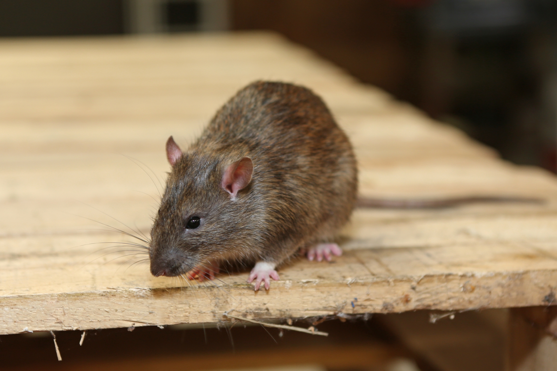 Rat Infestation, Pest Control in Kings Langley, Chipperfield, WD4. Call Now 020 8166 9746