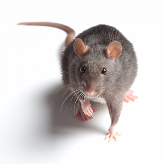 Rats, Pest Control in Kings Langley, Chipperfield, WD4. Call Now! 020 8166 9746