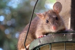Rat extermination, Pest Control in Kings Langley, Chipperfield, WD4. Call Now 020 8166 9746