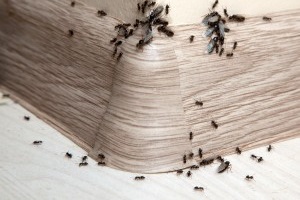Ant Control, Pest Control in Kings Langley, Chipperfield, WD4. Call Now 020 8166 9746
