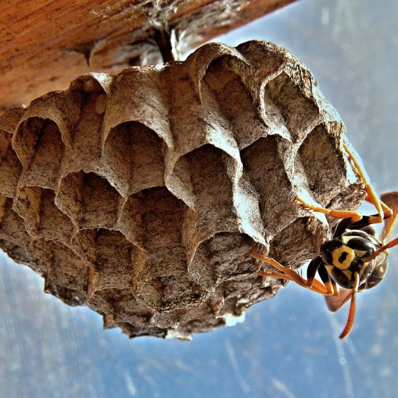 Wasps Nest, Pest Control in Kings Langley, Chipperfield, WD4. Call Now! 020 8166 9746