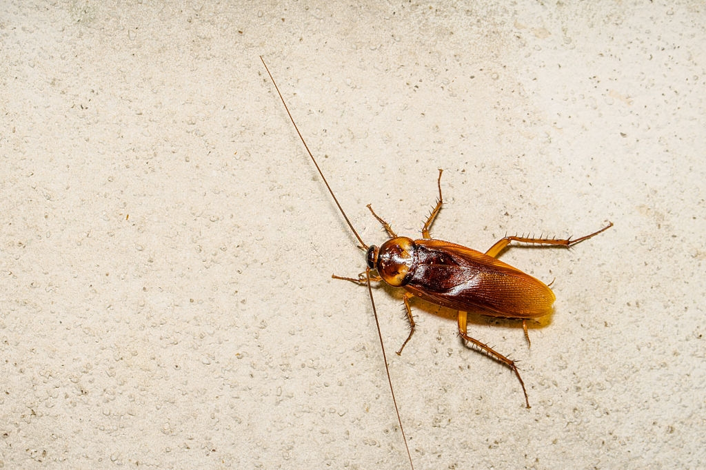 Cockroach Control, Pest Control in Kings Langley, Chipperfield, WD4. Call Now 020 8166 9746