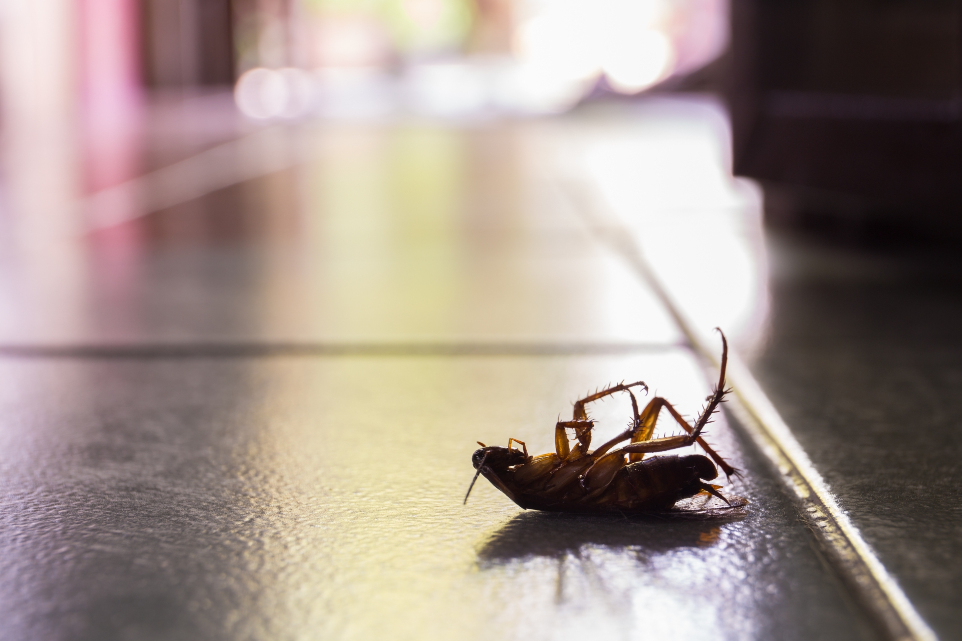 Cockroach Control, Pest Control in Kings Langley, Chipperfield, WD4. Call Now 020 8166 9746