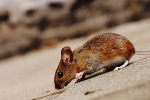 Mice Exterminator, Pest Control in Kings Langley, Chipperfield, WD4. Call Now 020 8166 9746