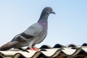 Pigeon Pest, Pest Control in Kings Langley, Chipperfield, WD4. Call Now 020 8166 9746